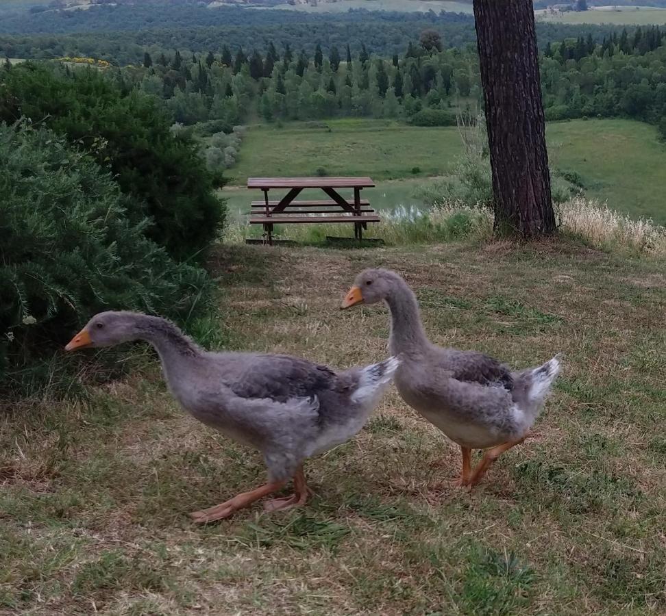 Agriturismo Sole Villa Trequanda Dış mekan fotoğraf